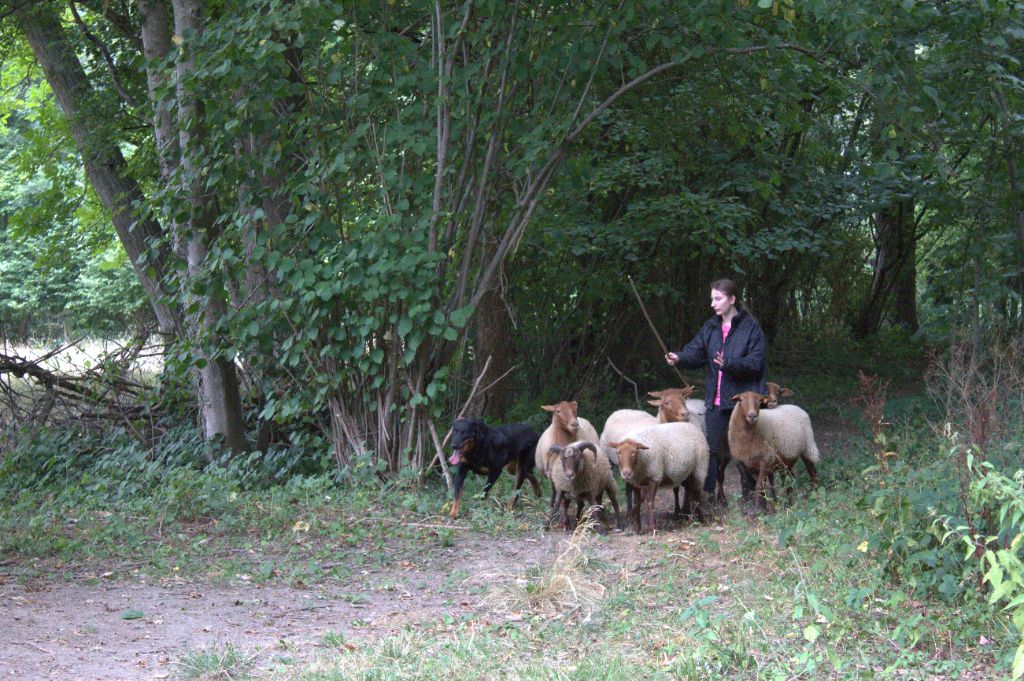 Nos chiens au troupeau