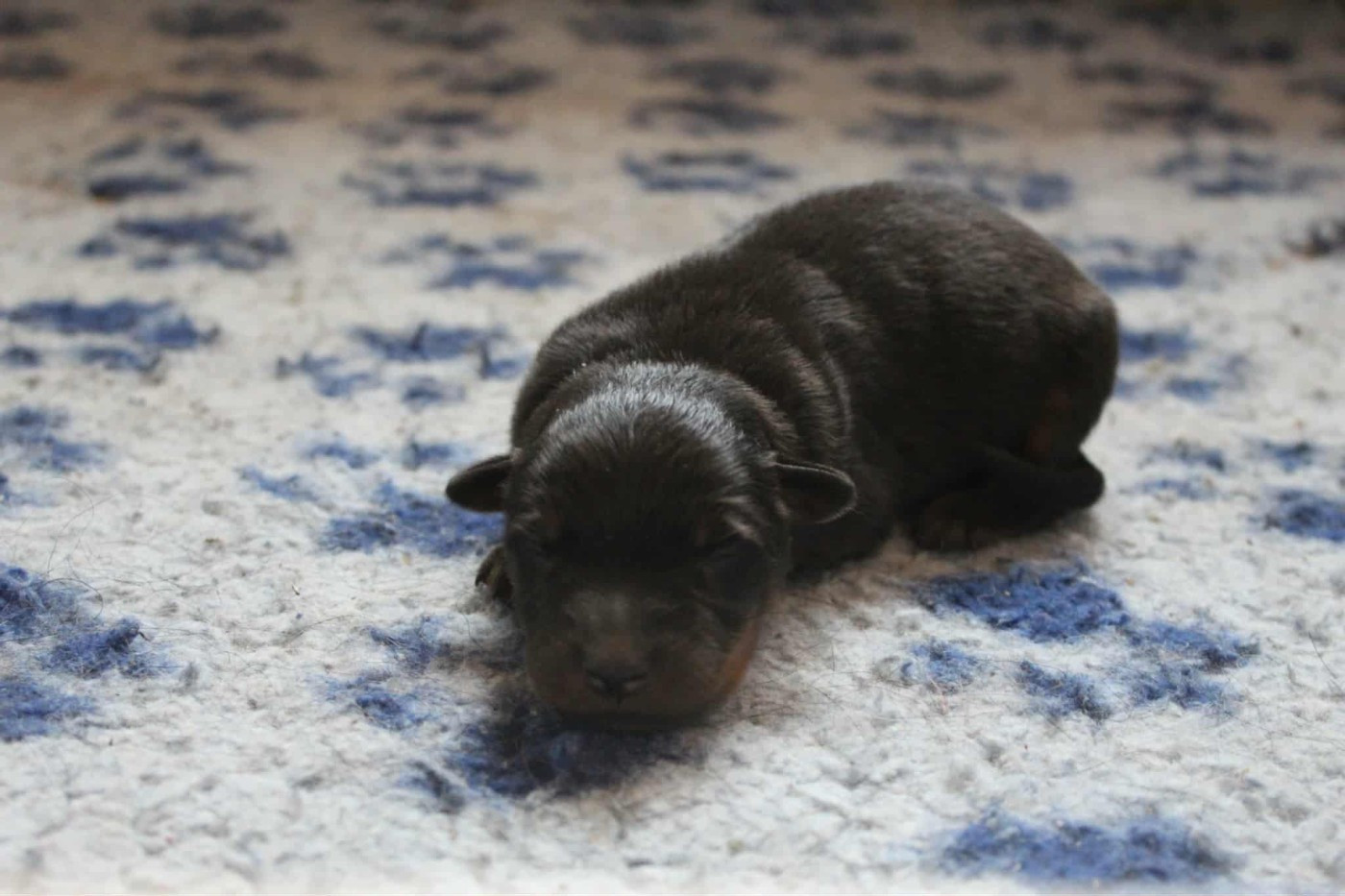 Des Feux Argentés - Berger de Beauce - Portée née le 31/10/2025